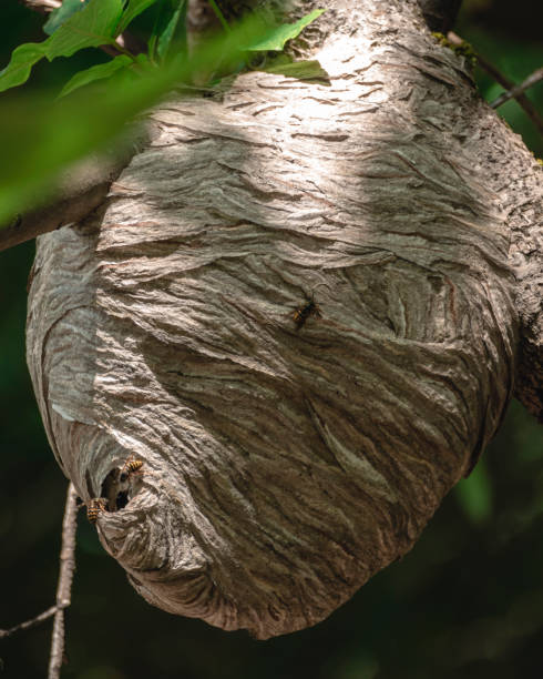 istock Paper Wasp Nest Built in Forest Tree Branch 1192364576