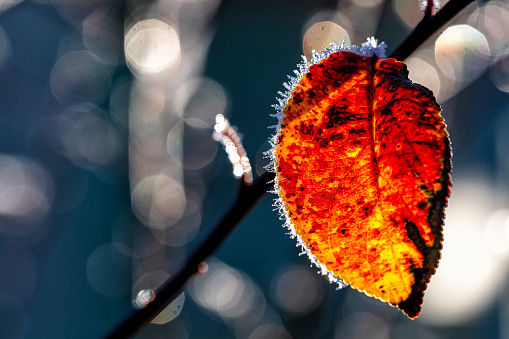Burning autumn colored leaf with bokeh background