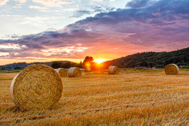 hay bale sunset - wheat sunset bale autumn imagens e fotografias de stock