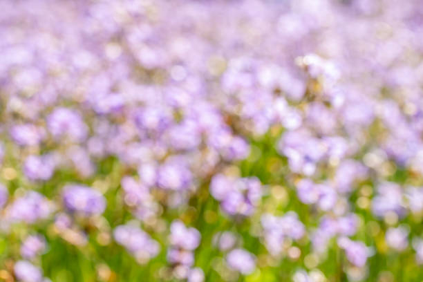 Abstract, blurred purple flowers field background, Murdannia giganteum (Vahl.) Br., among bright sunlight, in soft color.