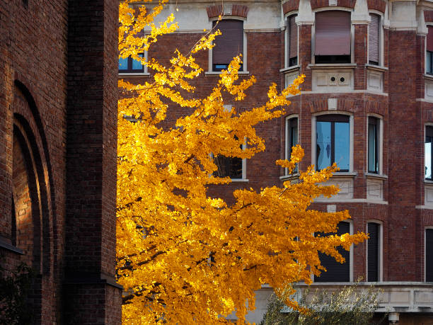 Yellow maple leaves along a residential apartment building. Autumn landscape, Sunny weather, Indian summer. Back to school, space for text