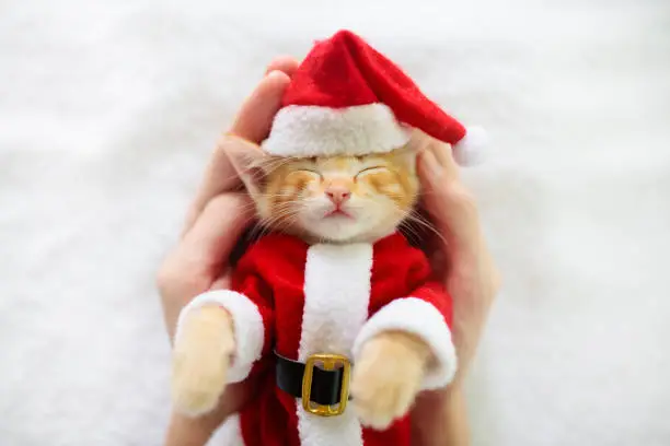 Photo of Baby cat in Christmas Santa hat. Kitten in winter.