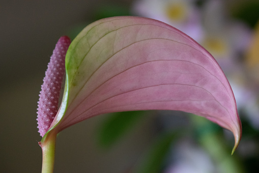 Pink and Green Anthurium andraeanum close-up