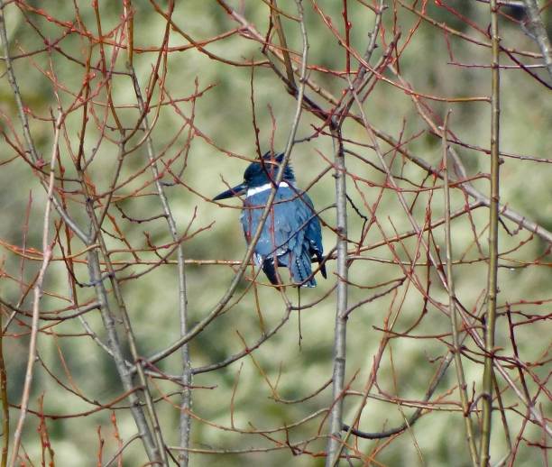 istock Oregon Belted Kingfisher 1192372748