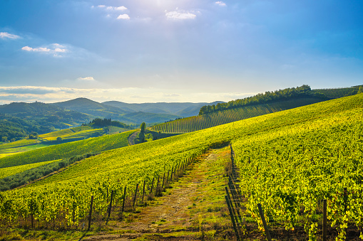 Radda in Chianti vineyard and panorama at sunset in autumn. Tuscany, Italy Europe.
