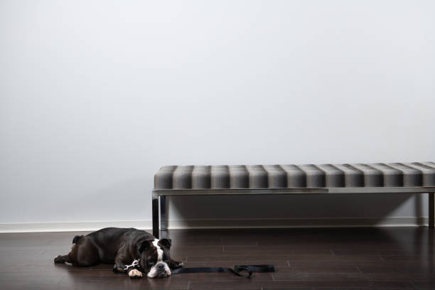 Bulldog With Black Leash In An Empty Room With A Bench
