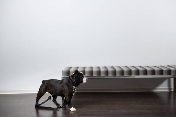Bulldog With Black Leash In An Empty Room With A Bench