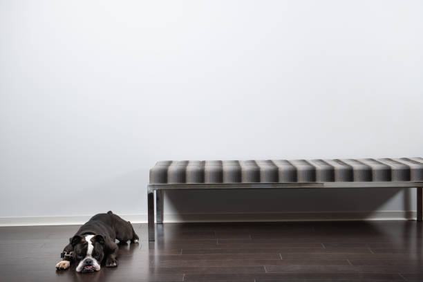 Bulldog With Black Leash In An Empty Room With A Bench