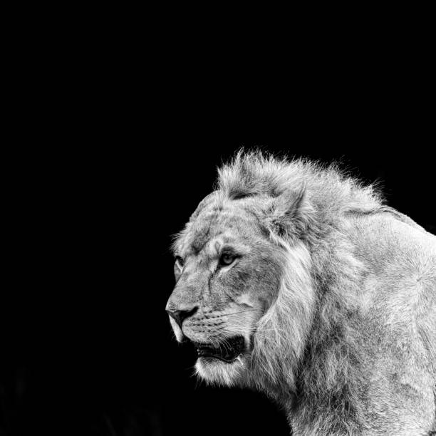 istock Lion 07 - Black and White 1192377109