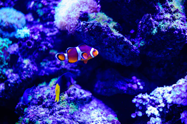 istock Wonderful and beautiful underwater world with corals and tropical fish. 1192380800