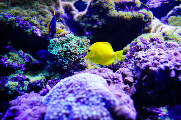 istock Wonderful and beautiful underwater world with corals and tropical fish. 1192380801