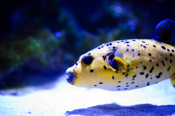 istock Wonderful and beautiful underwater world with corals and tropical fish. 1192380807