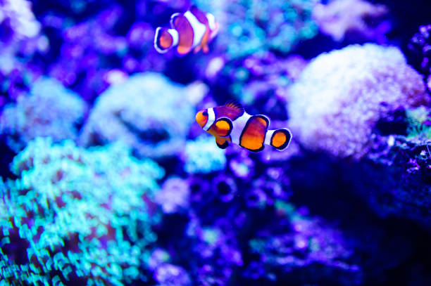 istock Wonderful and beautiful underwater world with corals and tropical fish. 1192380808