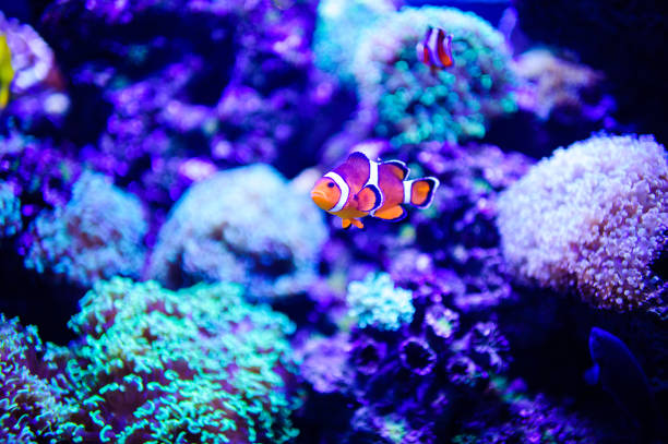 istock Wonderful and beautiful underwater world with corals and tropical fish. 1192380818
