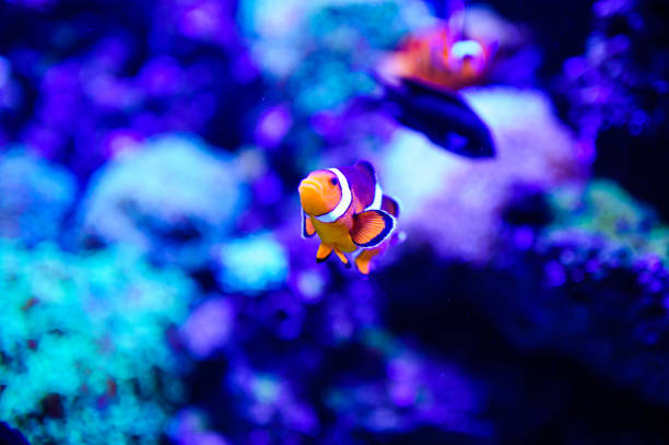 istock Wonderful and beautiful underwater world with corals and tropical fish. 1192380819