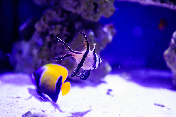 istock Wonderful and beautiful underwater world with corals and tropical fish. 1192380836