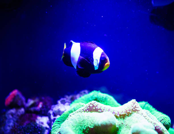 istock Wonderful and beautiful underwater world with corals and tropical fish. 1192380877