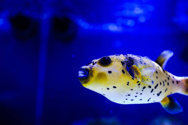 istock Wonderful and beautiful underwater world with corals and tropical fish. 1192380899