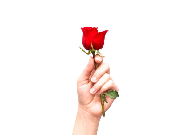 close-up of hand holding a red rose. close-up of hand holding a red rose, isolated on white background stock photo