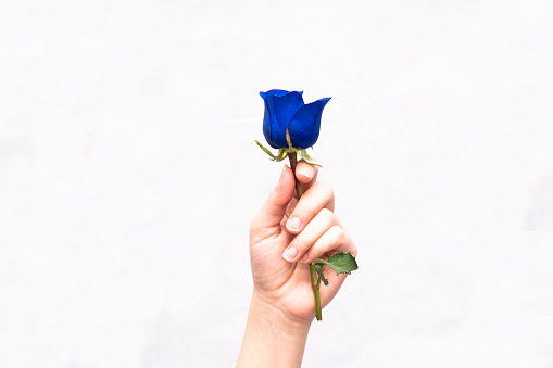 close-up of hand holding a blue rose. close-up of hand holding a red rose, isolated on white background