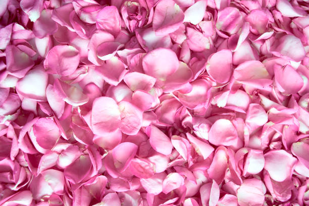 istock Pink rose petals Valentines day background. Flat lay, top view 1192385148