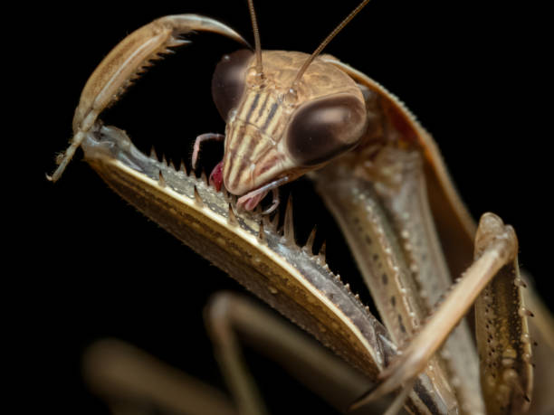 istock Chinese Praying Mantis Tenodera sinensis 1192386770