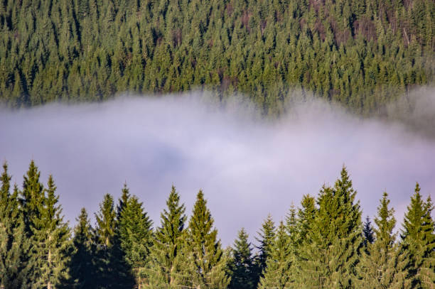 istock The fog envelops the forest 1192389495