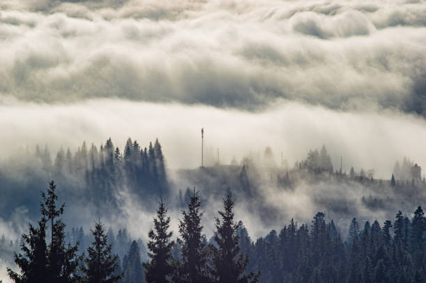 istock The fog envelops the forest 1192389701