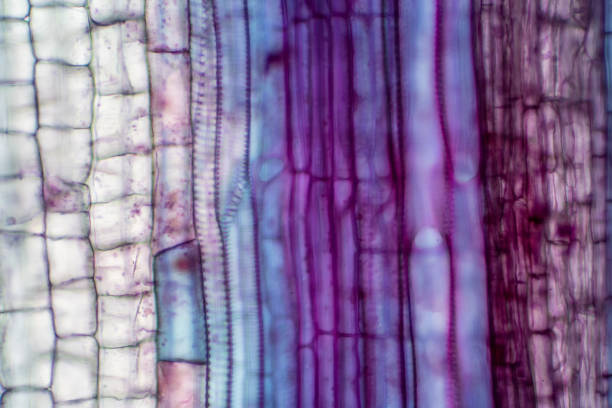 istock Plant vascular tissue under the microscope view for education. 1192391242