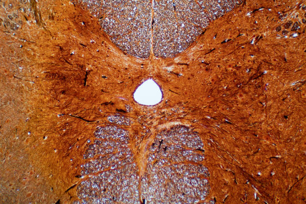 istock Cross section of spinal cord under the microscope view. Histological for human physiology. 1192391246