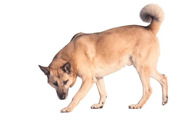Yaren, Nauru: stray dog on the street - Nauru, like many other Pacific island nations, is plagued by a large number of aggressive stray dogs that are left without control, sometimes in packs.