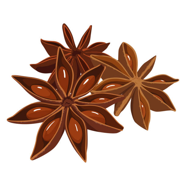 Spice illustration.Star anise used for Chinese medicine and cooking. Spice illustration.Star anise used for Chinese medicine and cooking. star anise stock illustrations
