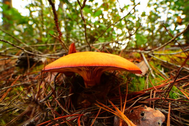 widok z boku na parter grzybów w zamętowym lesie na florydzie - mushrooms mushroom fungus fungi undergrowth zdjęcia i obrazy z banku zdjęć
