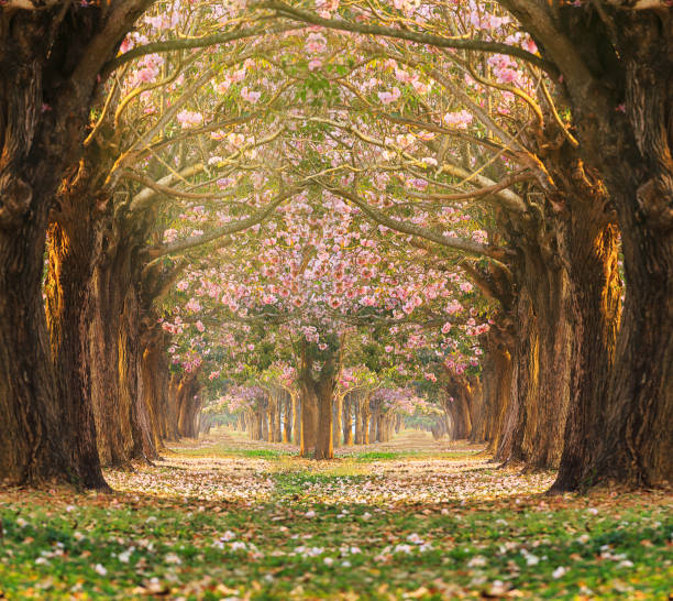 Pink trumpet flower Tree tunnel