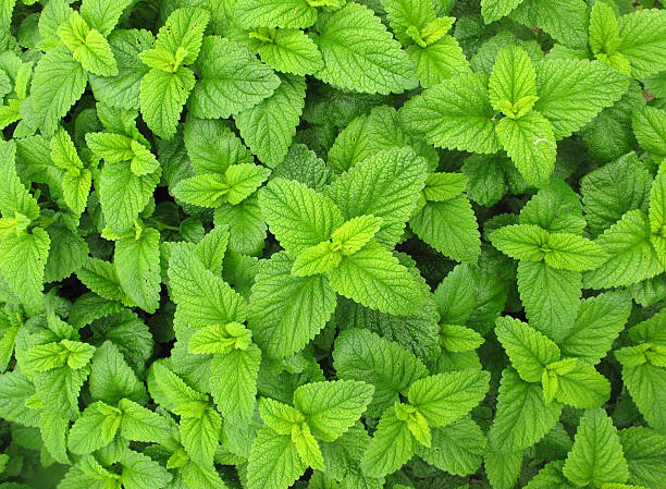 melissa officinalis листья изолирован на белом фоне - lemon balm стоковые фото и изображения