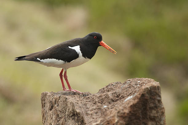 istock Eurasian Oystercatcher (Haematopus ostralegus), on rock, side view 119239987