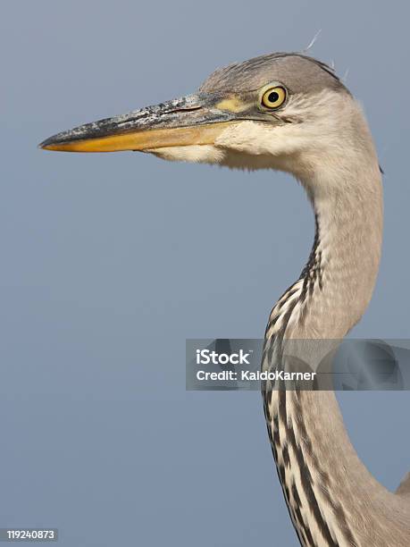 Grey Heron Stock Photo - Download Image Now - Animal, Animal Body Part, Animal Eye