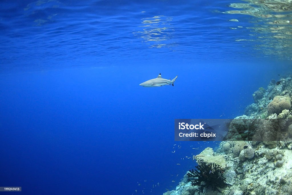 Tiburón de aletas negras - Foto de stock de Agua libre de derechos