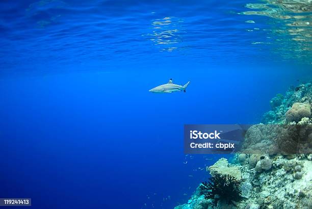 Tiburón De Aletas Negras Foto de stock y más banco de imágenes de Agua - Agua, Animales cazando, Animales salvajes