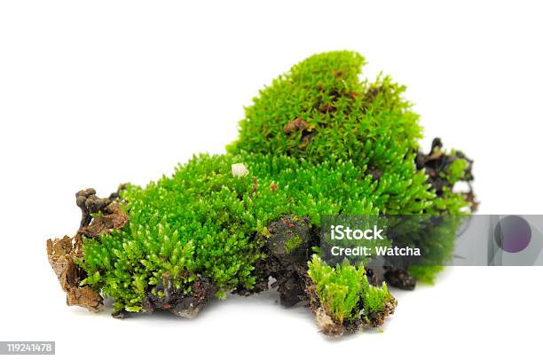 녹색 Moss 이끼에 대한 스톡 사진 및 기타 이미지 - 이끼, 0명, 녹색