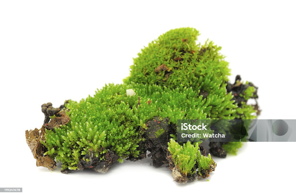 Clumps of green moss on a white background A clump of green moss isolated on a white background Moss Stock Photo