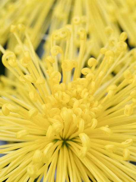 istock Chrysanthemum festival 1192415162