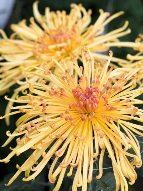 istock Chrysanthemum festival 1192415216