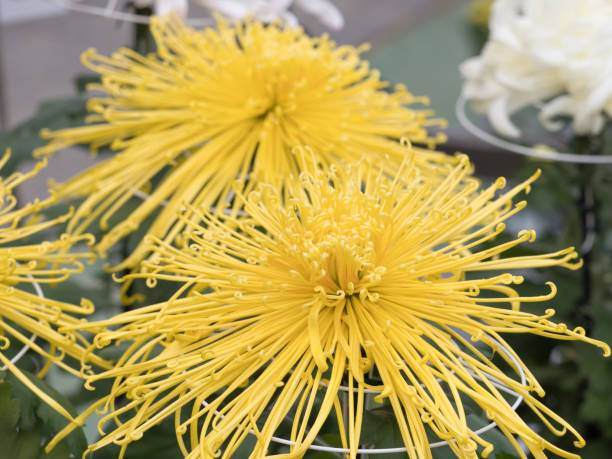 istock Chrysanthemum festival 1192415224