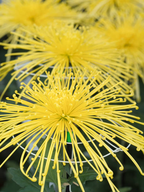istock Chrysanthemum festival 1192415234