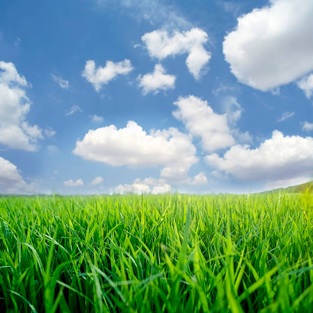istock Green grass and blue sky 119241558