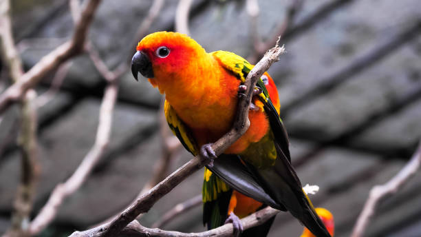 istock Sun conure birds holding branches in the zoo. 1192419297