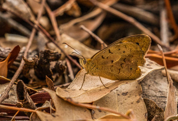 istock Common Brown butterfly on the leaf litter 1192420234