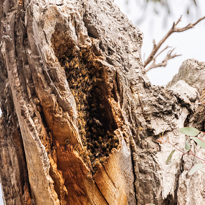 European Honey Bees swarming in a tree at the Federal Golf Club, ACT, Australia on a spring morning in November 2019