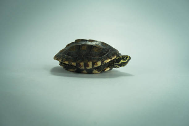 una tartaruga dipinta isolata sullo sfondo - young animal sea life amphibians animals and pets foto e immagini stock